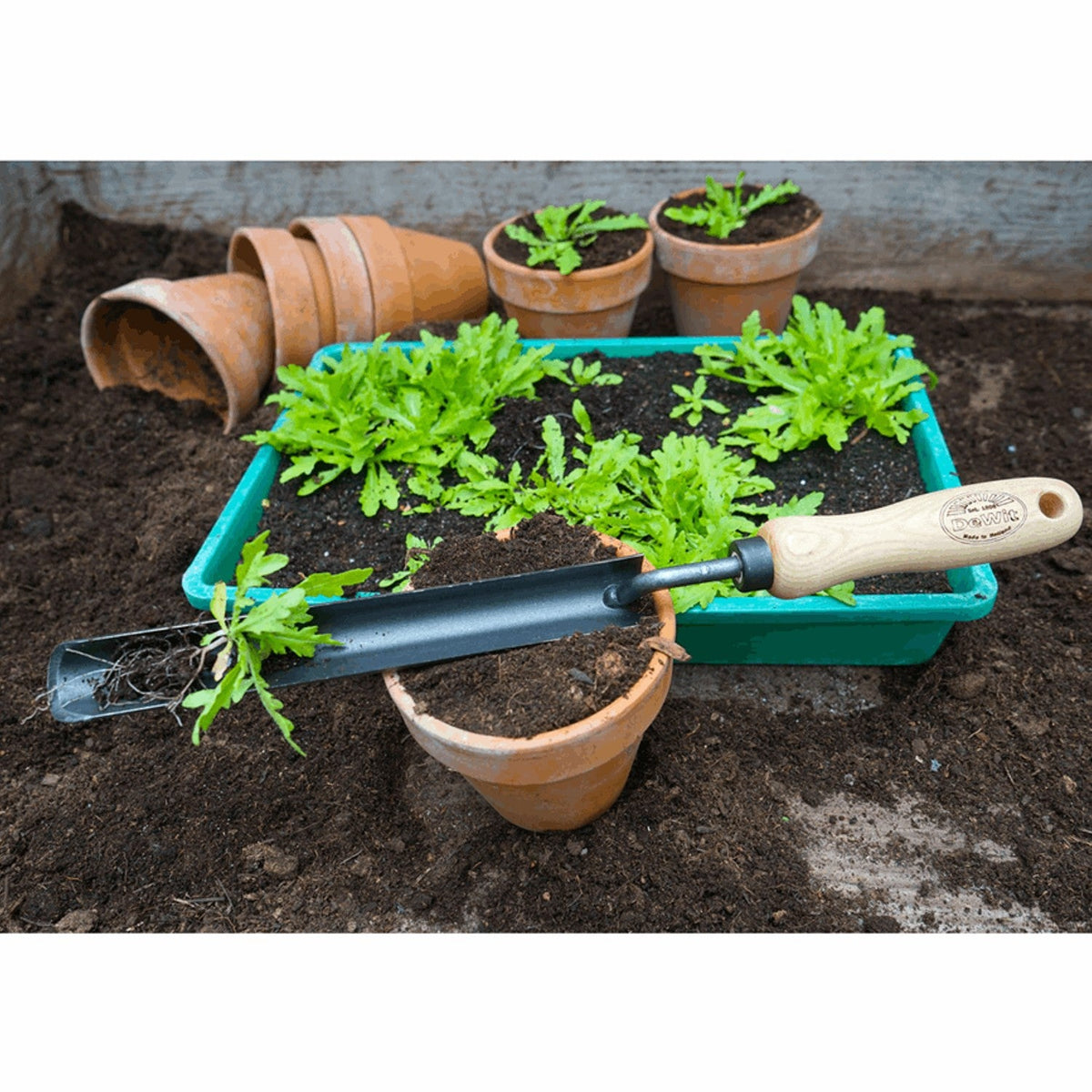 DeWit Dutch Transplanter