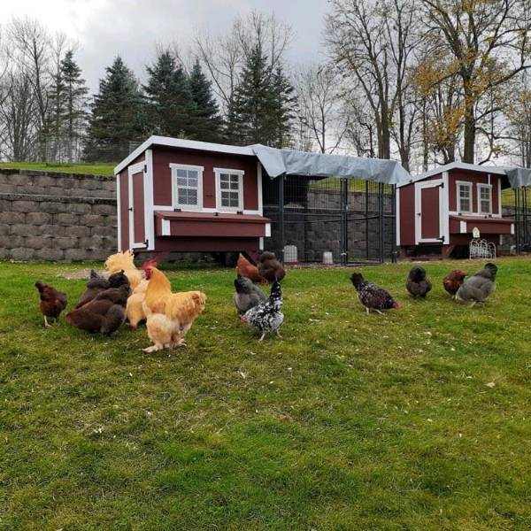 OverEZ Chicken Coop - Amish Made - Heavy Duty