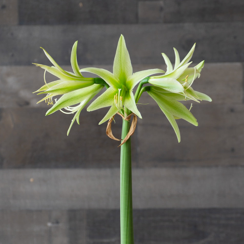 Amaryllis 'Evergreen'