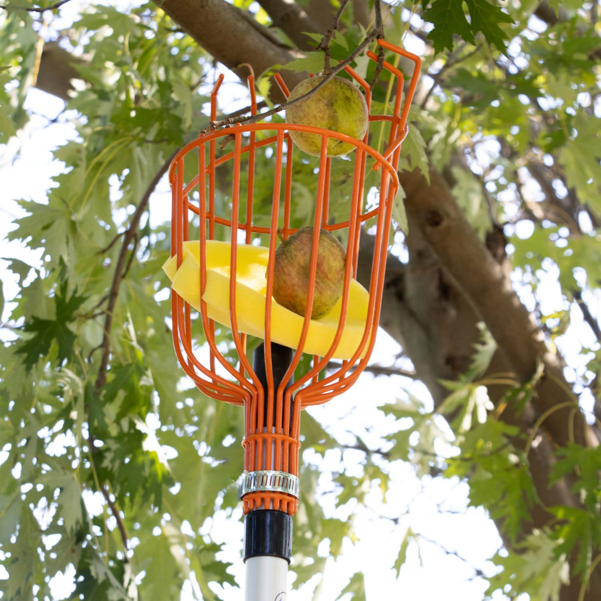 Fruit Picker Basket with Telescoping Pole