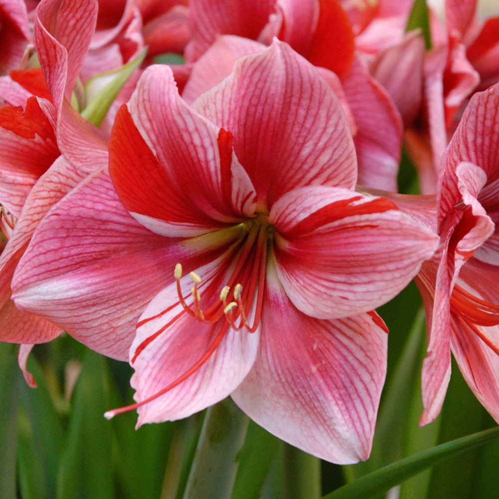 Amaryllis 'Fantasy'