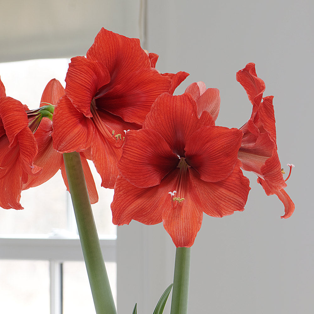 Amaryllis 'Gold Medal,' one bulb with hurricane vase kit