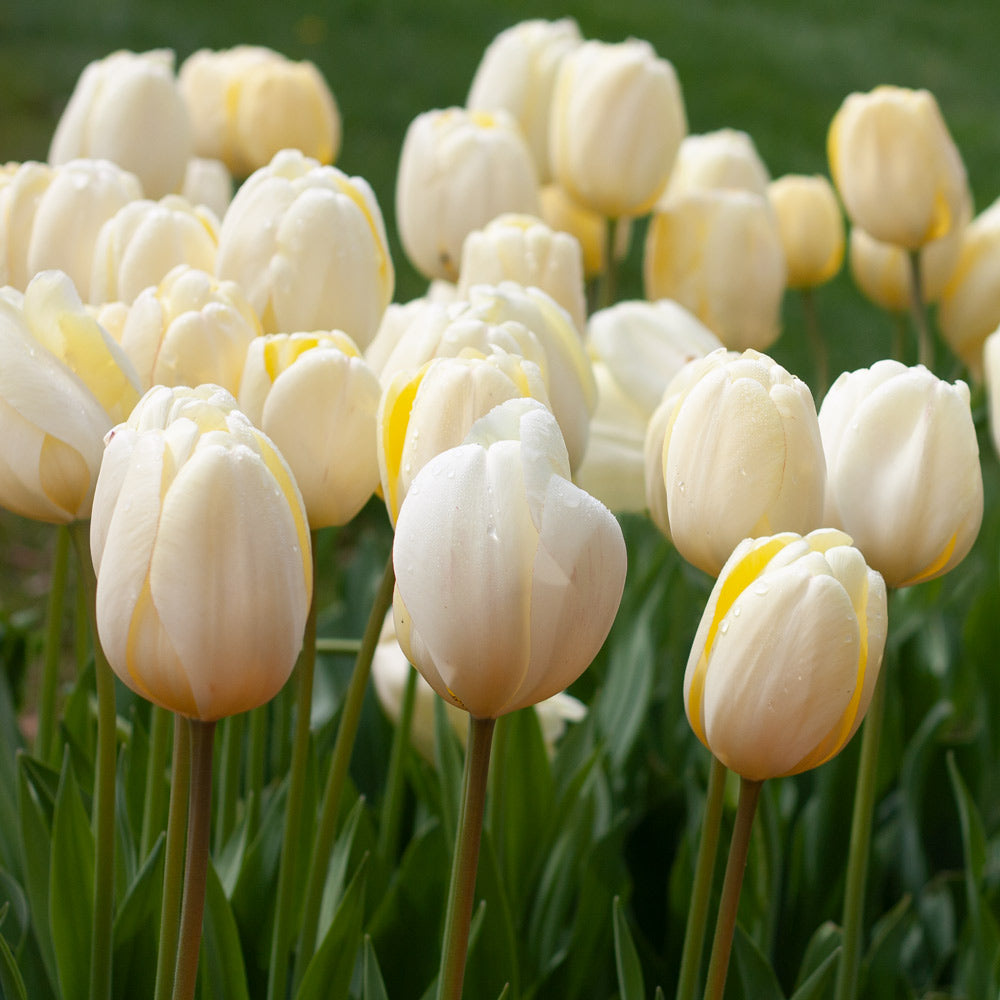 White Flower Farm Perennial Tulip Collection