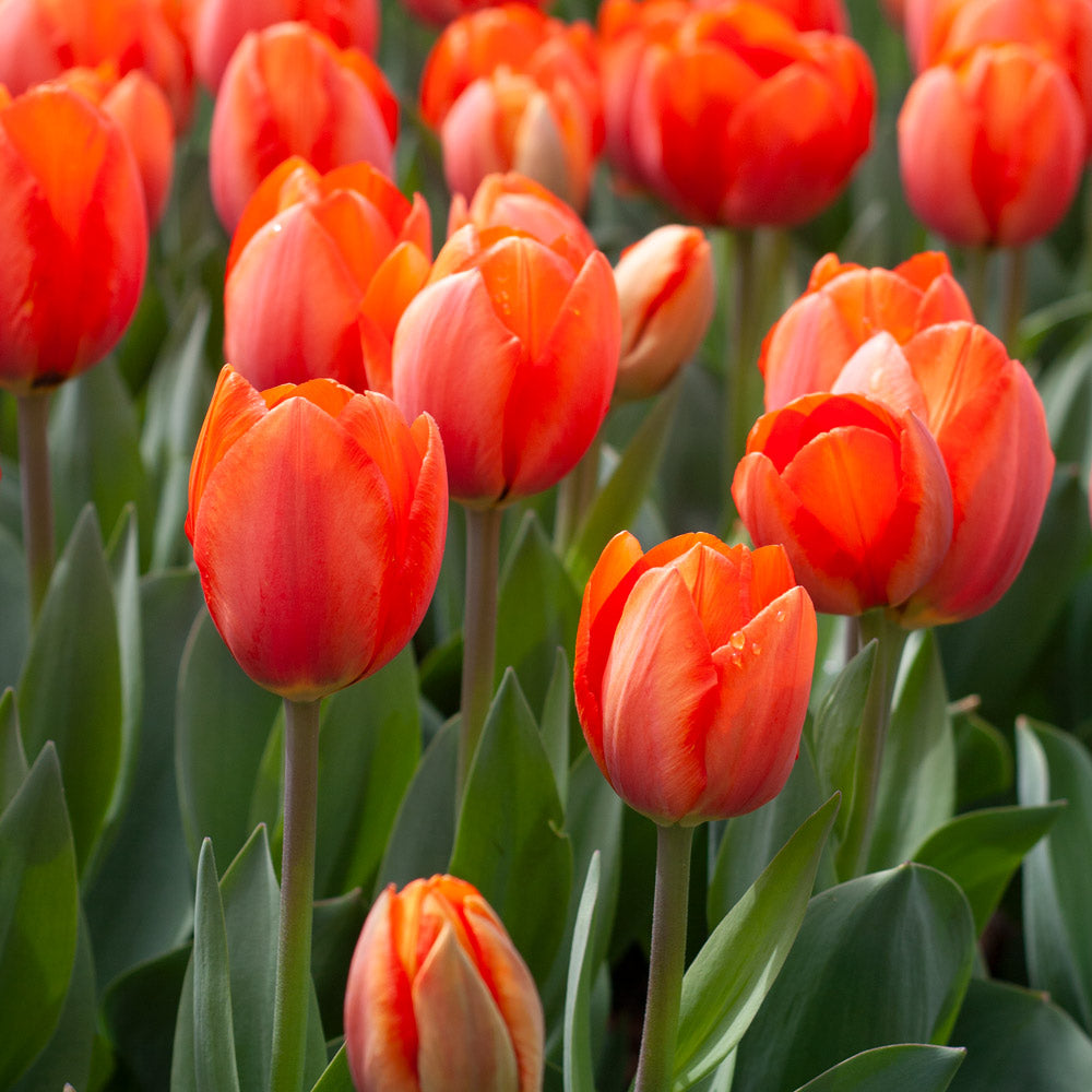 White Flower Farm Perennial Tulip Collection