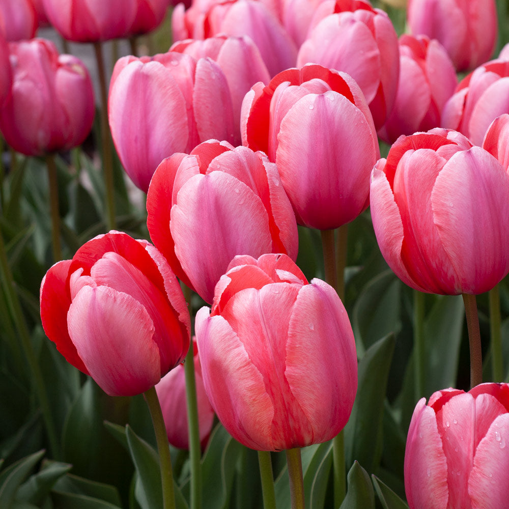 White Flower Farm Perennial Tulip Collection