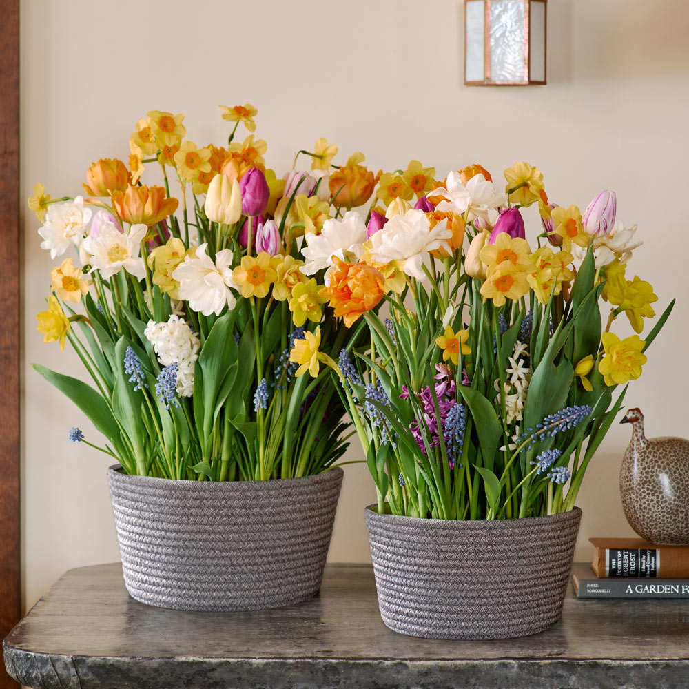 Sweet Jamboree Bulb Garden