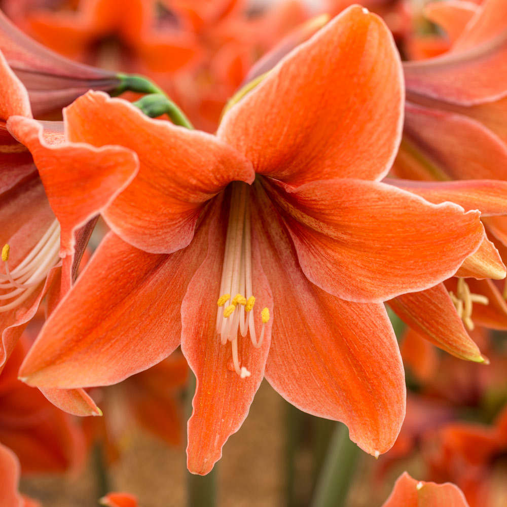 Amaryllis 'Terra Mystica,' one bulb in nursery pot