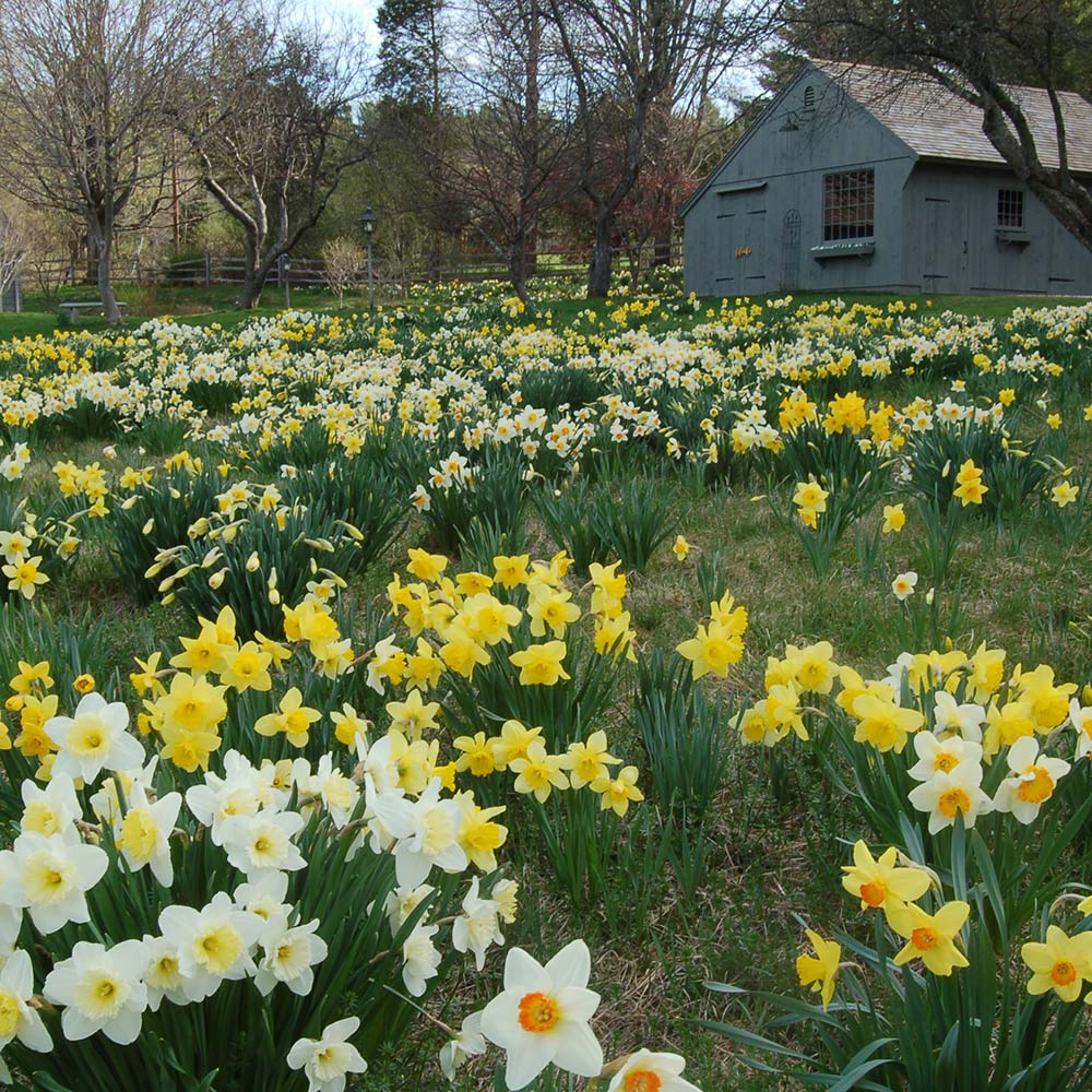 The Works Daffodil Mix