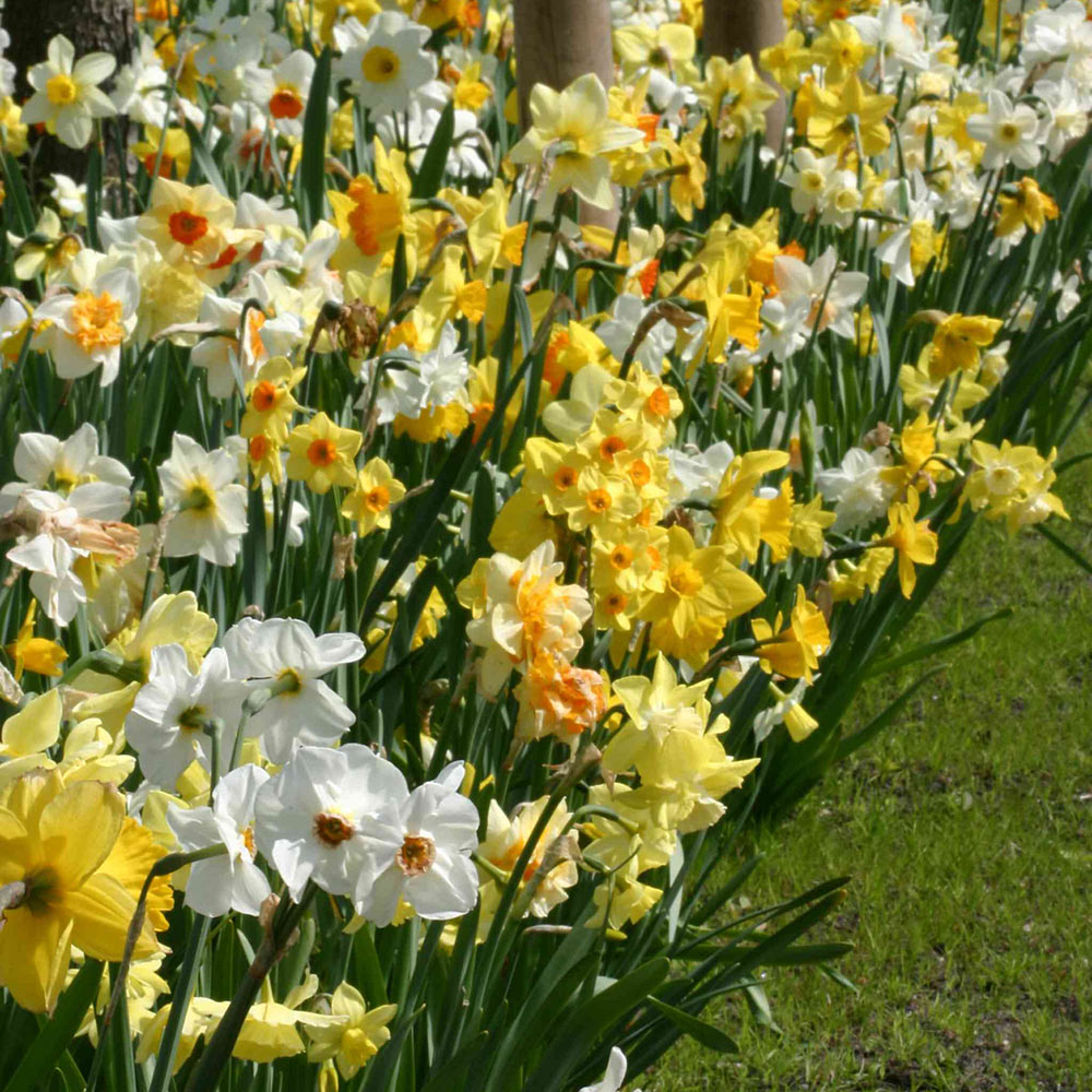 The Works Daffodil Mix
