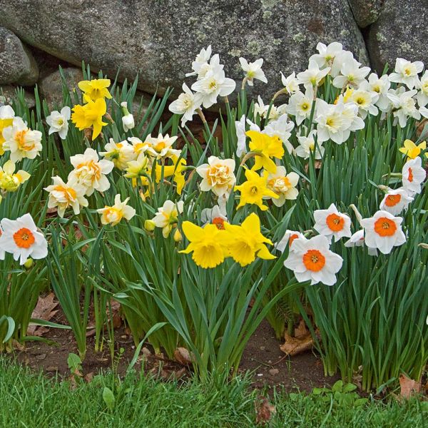 Collaboration for Sun for the North - Daffodils & Daylilies
