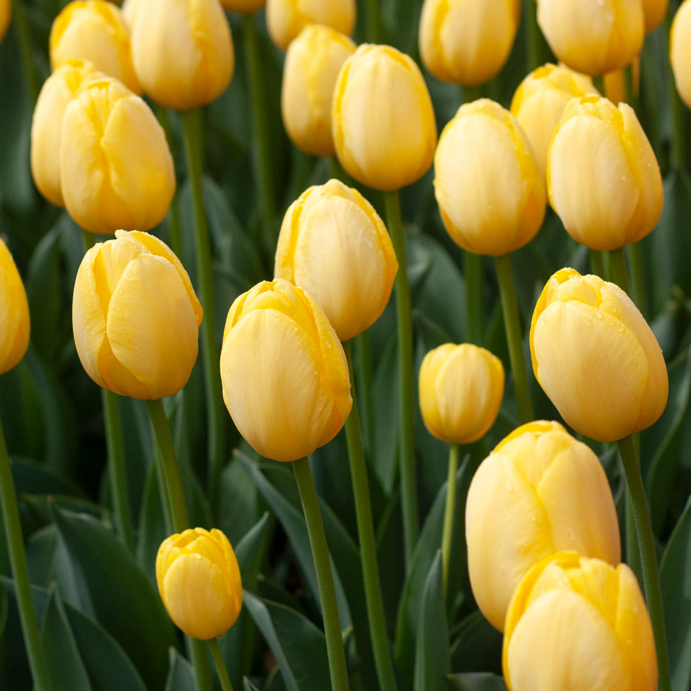 White Flower Farm Perennial Tulip Collection